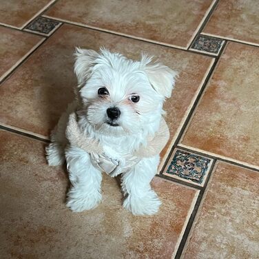 Зимовий одяг для собак: теплий водонепроникний зимовий одяг для собак з флісу, жилет для собак та котів (XXL, бежевий)